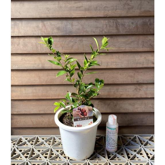 5寸鉢植え セレージャ ：熱帯果樹苗 : 日本花卉ガーデンセンターYahoo