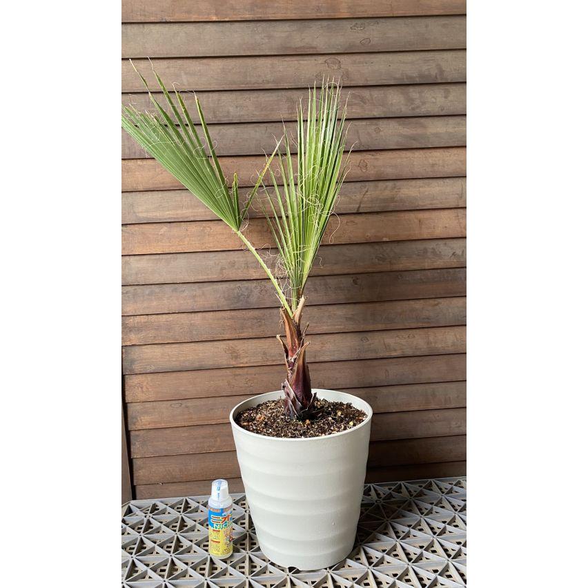 ワシントンヤシ　130cm 大株！ ワシントンヤシ（ワシントニア・イトヤシ） 8号鉢植え 冬越しの
