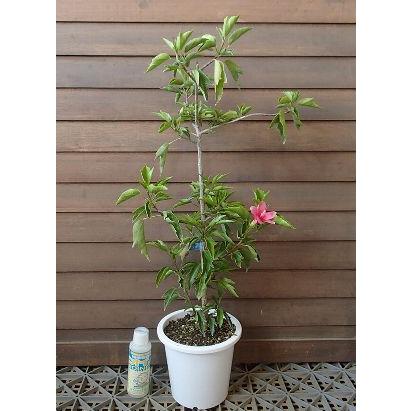 鉢植え ヒメハイビスカス ミニピンク : 日本花卉ガーデンセンターYahoo