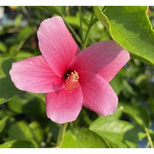 鉢植え ヒメハイビスカス ミニピンク : 日本花卉ガーデンセンターYahoo