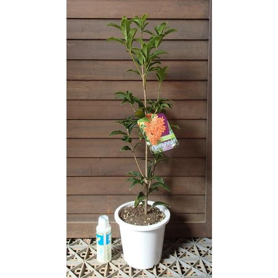 人気ブランド新作豊富 5寸鉢植え キンモクセイ 金木犀