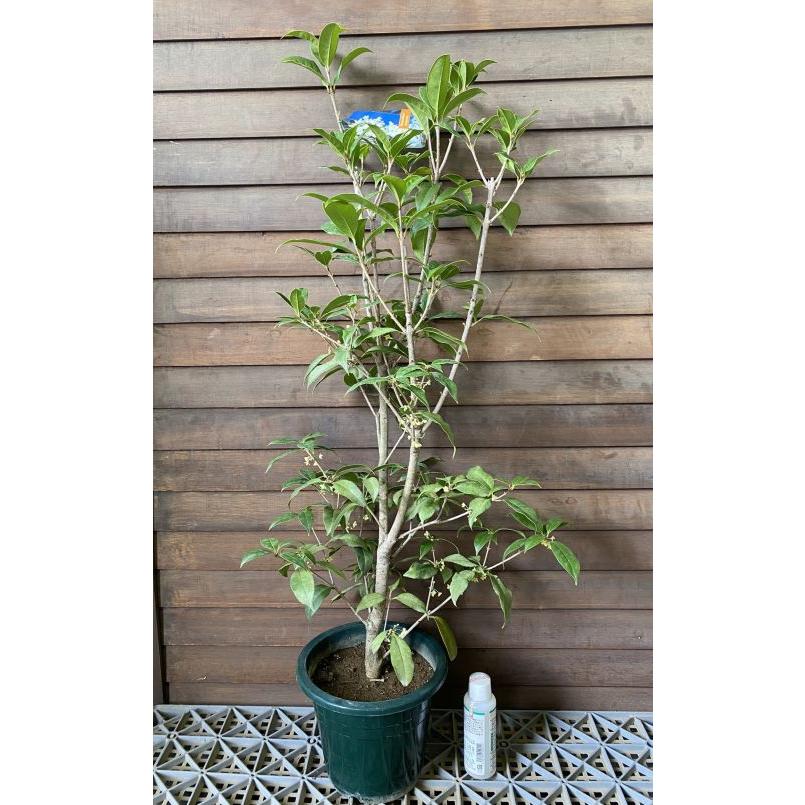 銀木犀苗木 大株 【公式通販】