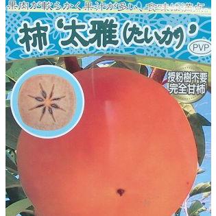 柿 苗木 苗 柿 太雅 たいが （完全甘柿）：果樹苗 PVP商品（種苗