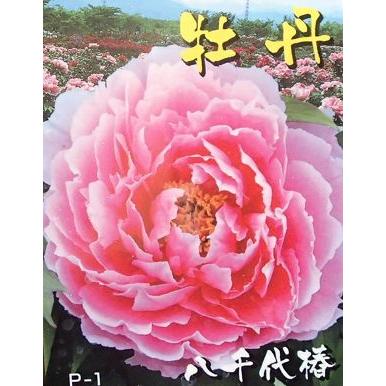 6寸鉢植え】 牡丹 八千代椿 3年生（ボタン苗、ぼたん苗） : 日本花卉