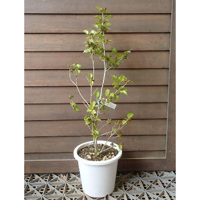 雲南マルベリー 5寸鉢植え 果樹苗 桑の木 Z 日本花卉ガーデンセンターyahoo 店 通販 Yahoo ショッピング