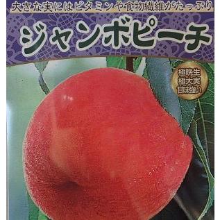 桃の苗木 ジャンボピーチ（極大実桃）：果樹苗 : 日本花卉ガーデン