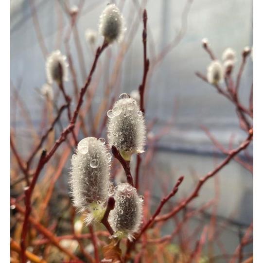 ネコヤナギ（5寸鉢植え） : 日本花卉ガーデンセンターYahoo!店 - 通販