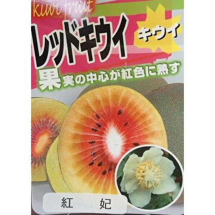 キウイ 苗 キウイの木 キウイフルーツ:紅妃 こうひ (メス木 キウイ 苗 キウイの木 キウイフルーツ:紅妃 こうひ (メス木