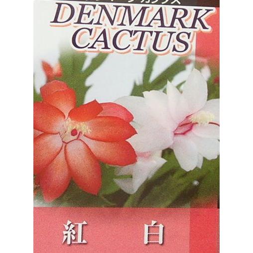 デンマークカクタス 紅白 （シャコバサボテン） 5寸鉢植え : 日本花卉