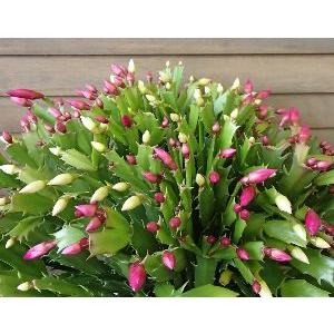 デンマークカクタス 紅白 （シャコバサボテン） 5寸鉢植え : 日本花卉