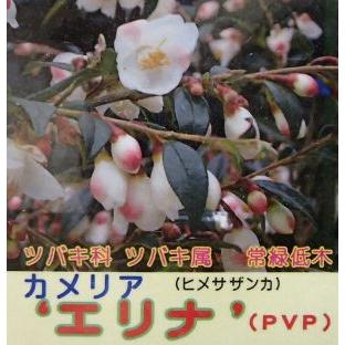 カメリア エリナ PVP（ヒメサザンカ） ：椿（ツバキ） : 日本花卉