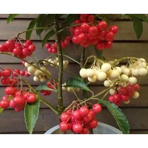 実付き万両（赤実白実） 6寸鉢植え 夫婦長寿万両 : 日本花卉ガーデン