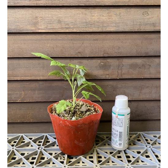 トゲナシ 大実赤実ラズベリー グレンアンプル 4寸ポット植え ：果樹苗