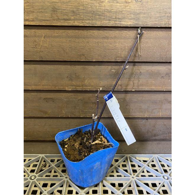 大実トゲナシブラックベリー ブラックサテン ：果樹苗 トゲなし