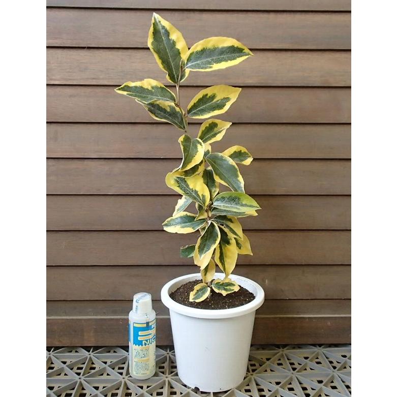 5寸鉢植え 斑入りナワシログミ 『ギルトエッジ』 : 日本花卉ガーデン