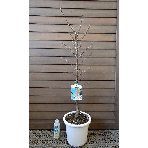 花梅 苗木 梅の木 梅の花（6寸鉢植え）思いのまま咲分け花梅 咲き分け