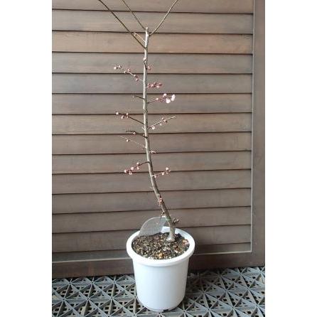 花梅 苗木 梅の木 梅の花（6寸鉢植え）思いのまま咲分け花梅 咲き分け