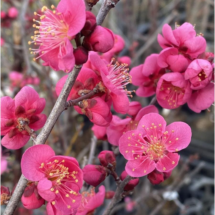 花梅 苗木 梅の木 梅の花（6寸鉢植え）大盃：オオサカズキ（花梅