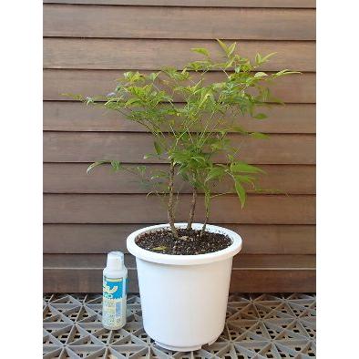 Seal限定商品 6寸鉢植え 白南天 白実南天 シロナンテン