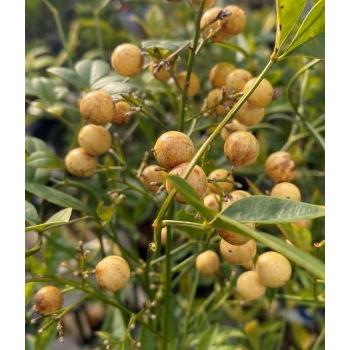 6寸鉢植え 白南天（シロナンテン） 白実南天 南天の木 白