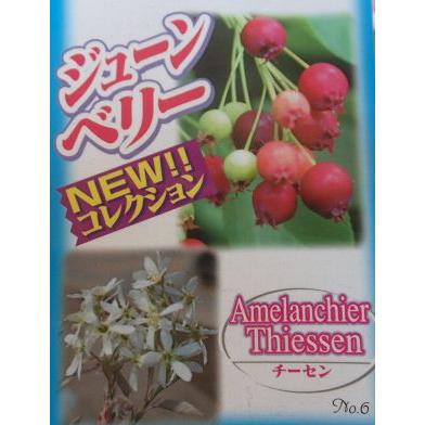 ジューンベリー チーセン ：果樹苗 : 日本花卉ガーデンセンターYahoo