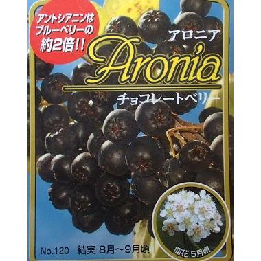 店 未使用品 ６寸鉢植え アロニア チョコレートベリー ：果樹苗 チョコベリー