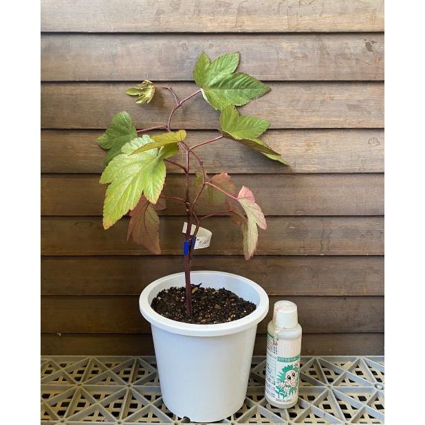 黄金葉 カジイチゴ（カジ苺） 5寸鉢植え ：果樹苗 苗 苗木 : 日本花卉