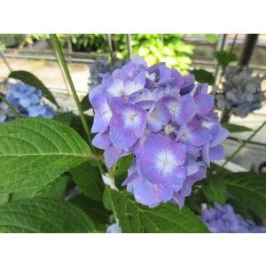安行四季咲き 紫陽花 3寸ポット 小苗 紫陽花 Z 日本花卉ガーデンセンターyahoo 店 通販 Yahoo ショッピング