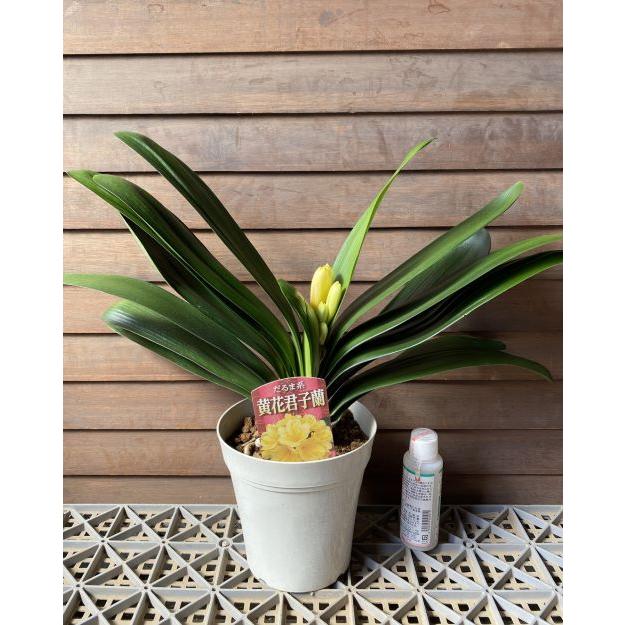 花芽付き】ダルマ系黄花君子蘭 （ダルマケイキバナクンシラン） : 日本
