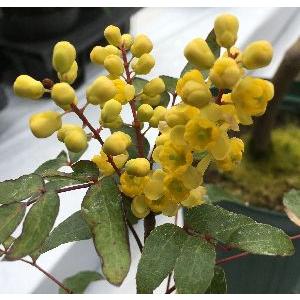 90 Off 柊南天 ヒイラギナンテン メキシコ 芳香種