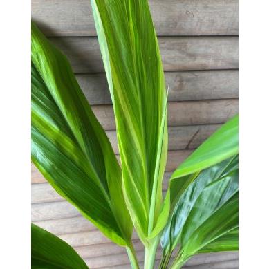 ティーリーフ葉　観葉植物　150枚 ティ・リーフ（ティーリーフ） 6寸スクエア鉢植え テイーリーフ