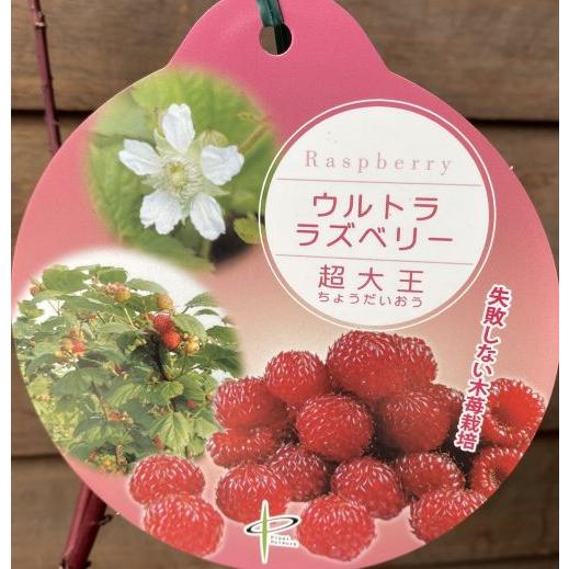 木立性 赤実ウルトララズベリー 超大王 （レッドドリーム）：果樹苗 4