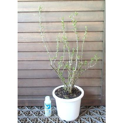 クコの木 枸杞 苗 6寸鉢植え クコ（枸杞）：果樹苗 : 日本花卉ガーデン