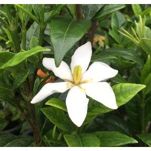 5寸鉢植え】 ミナリクチナシ（実成りクチナシ） 大苗 : 日本花卉