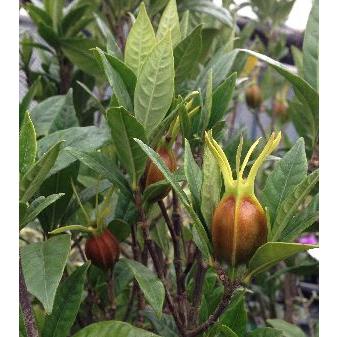 5寸鉢植え】 ミナリクチナシ（実成りクチナシ） 大苗 : 日本花卉