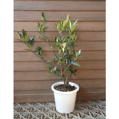 5寸鉢植え】 ミナリクチナシ（実成りクチナシ） 大苗 : 日本花卉