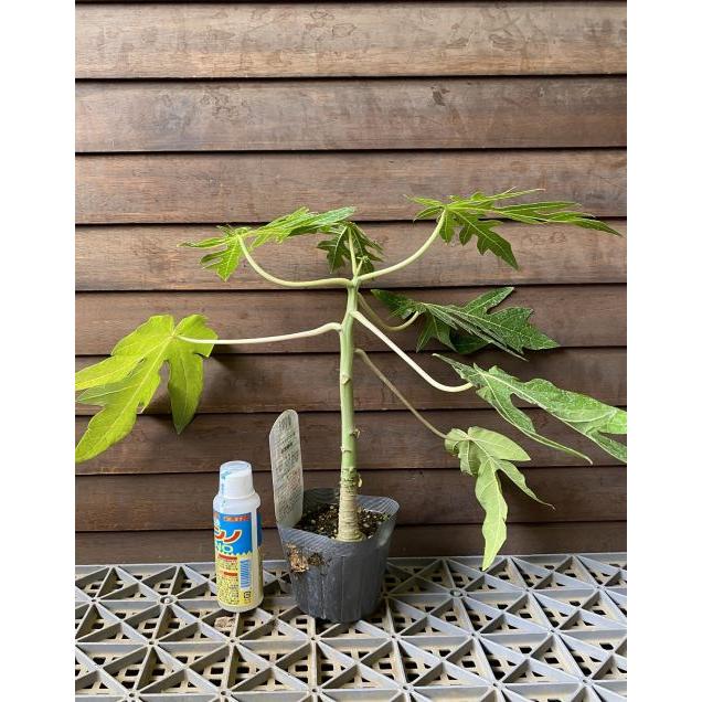 サポジラ　苗　苗木　熱帯果樹　観葉植物 サポジラ-sapodilla ナエ 苗木 ネッタイ果樹 カンヨウショクブツ
