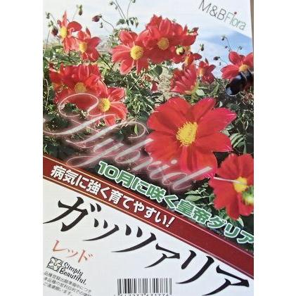 皇帝ダリア ガッツァリア レッド ４寸ポット ｐｖｐ Z 104 日本花卉ガーデンセンターyahoo 店 通販 Yahoo ショッピング