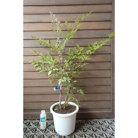 6寸鉢植え 赤南天（アカナンテン） 赤実南天 : 日本花卉ガーデン