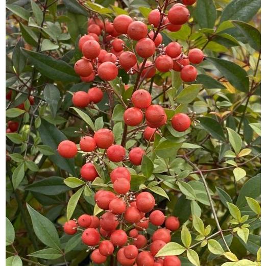 6寸鉢植え 赤南天（アカナンテン） 赤実南天 : 日本花卉ガーデン