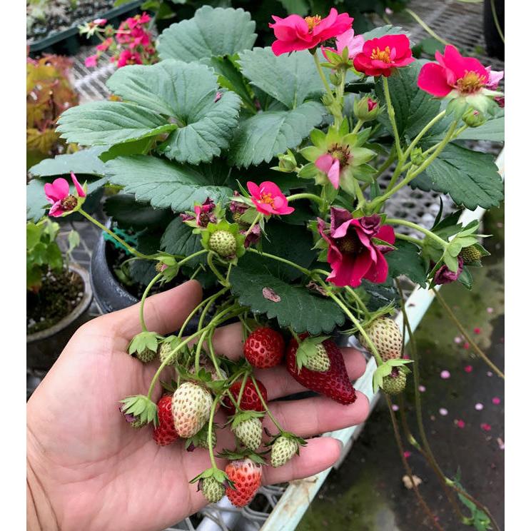 予約受付中※現品2つ♡春を育てる苺ポットR♡ストロベリー型観葉植物
