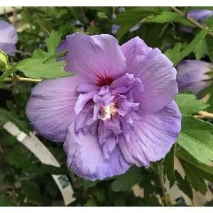 ムクゲ ブルーシフォン 青花八重咲き Z 日本花卉ガーデンセンターyahoo 店 通販 Yahoo ショッピング