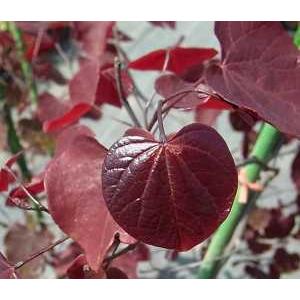 アメリカハナズオウ フォレスト・パンシー （接ぎ木）紫葉 フォレスト