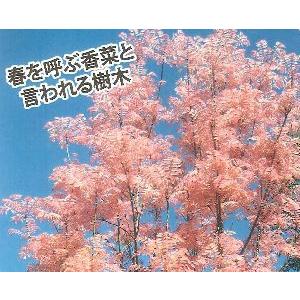 チャンチン フラミンゴ 5寸鉢植え 苗 苗木 チャンチンフラミンゴ
