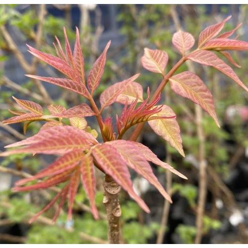 チャンチン フラミンゴ 5寸鉢植え 苗 苗木 チャンチンフラミンゴ