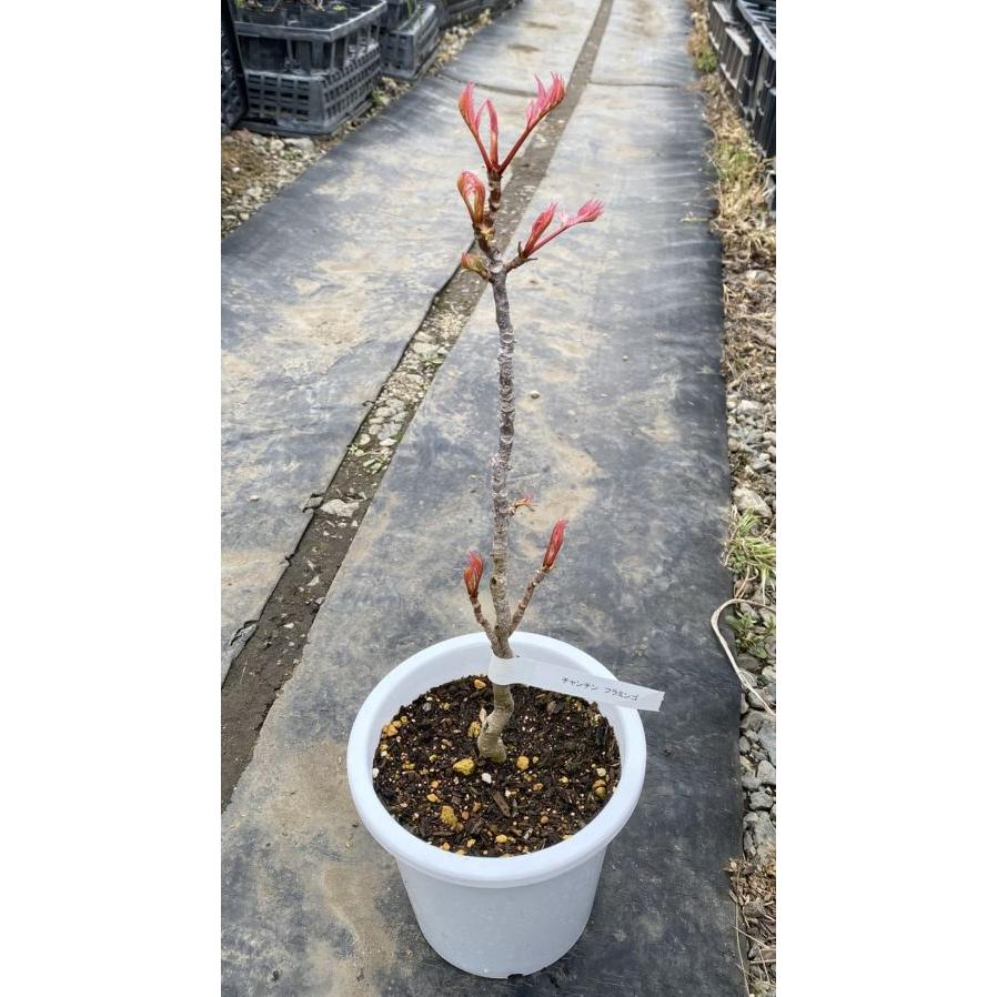 チャンチン フラミンゴ 5寸鉢植え 苗 苗木 チャンチンフラミンゴ