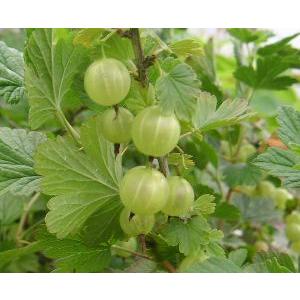 ６寸鉢植え グーズベリー グズベリー 果樹苗 Z 日本花卉ガーデンセンターyahoo 店 通販 Yahoo ショッピング