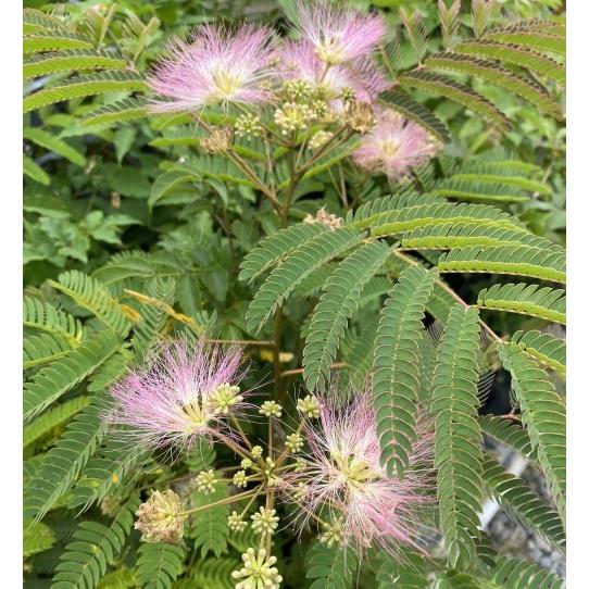 ネムの木 5寸鉢植え （樹高20〜40センチ程度） 合歓の木 ネムノキ