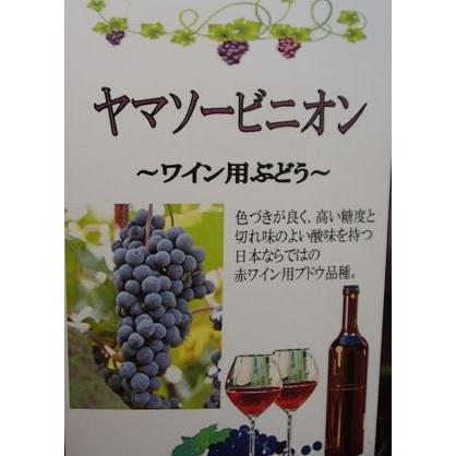 ぶどうの木 ぶどうの苗木 ブドウ苗木 葡萄の木 ヤマソービニオン