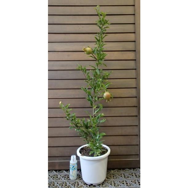 柘榴の木 柘榴苗木 【6寸鉢植え】 大甘ザクロ（日本ざくろ）：果樹苗